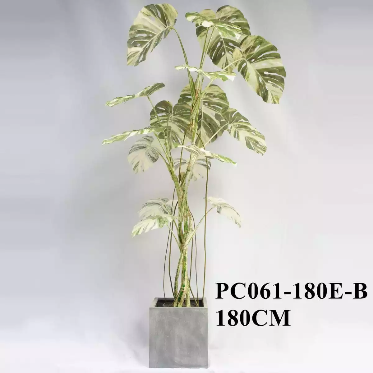 Artificial White And Green Variegated Monstera 180CM